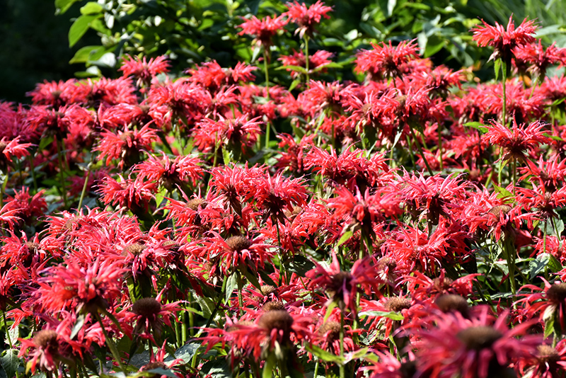Gardenview Scarlet Beebalm (Monarda 'Gardenview Scarlet') at Sargent's Gardens