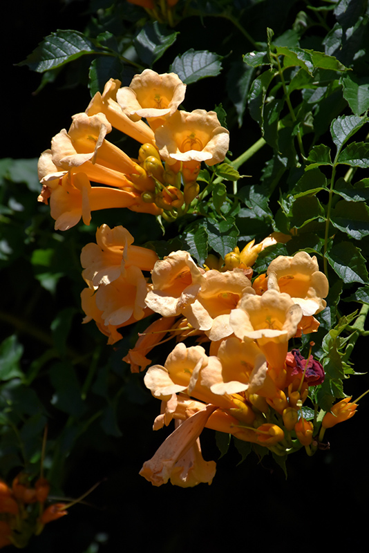 Yellow Trumpetvine (Campsis radicans 'Flava') at Sargent's Gardens