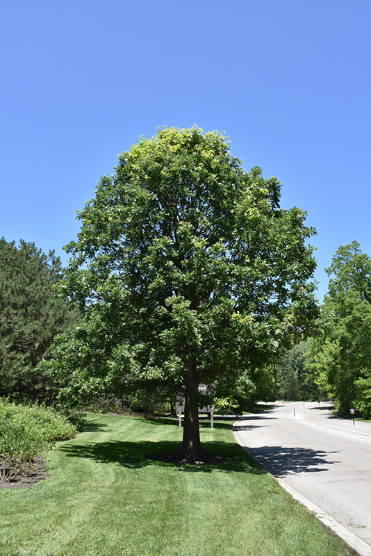 Bur Oak (Quercus macrocarpa) at Sargent's Gardens