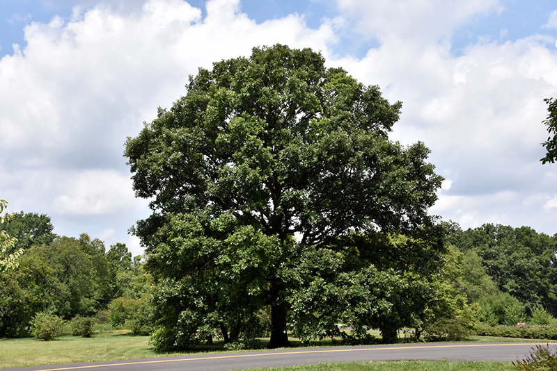 Swamp White Oak (Quercus bicolor) at Sargent's Gardens