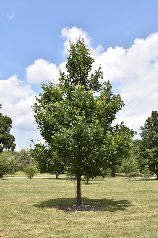 Heritage English Oak (Quercus x macdanielii 'Clemons') at Sargent's Gardens