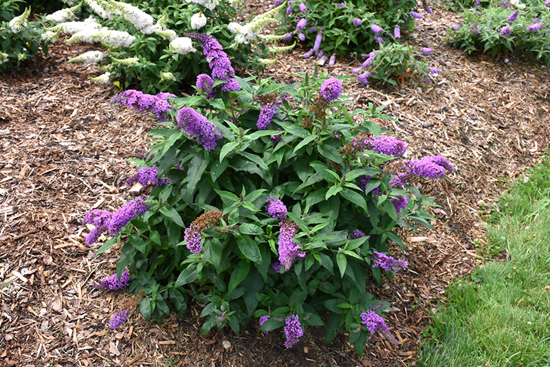 Pugster Periwinkle Butterfly Bush (Buddleia 'SMNBDO') at Sargent's Gardens