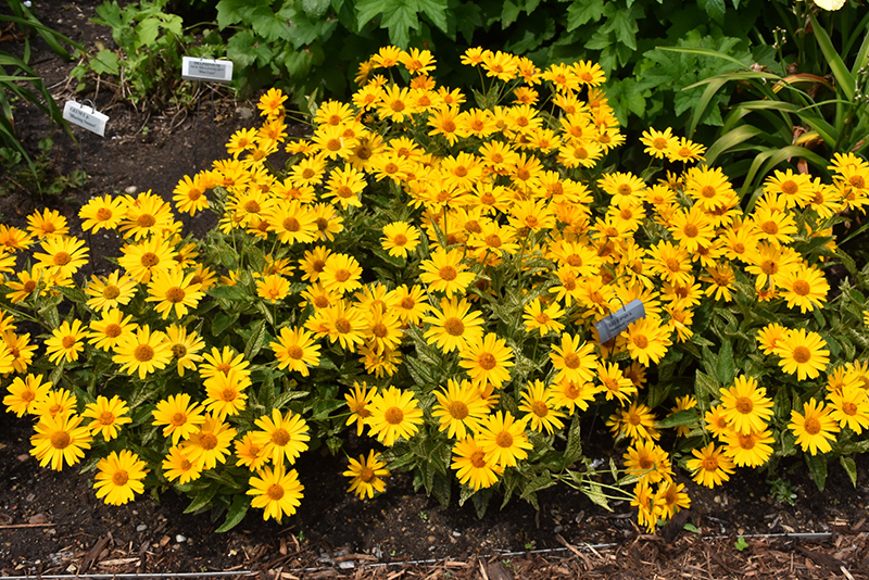 Sunstruck False Sunflower (Heliopsis helianthoides 'Sunstruck') at Sargent's Gardens