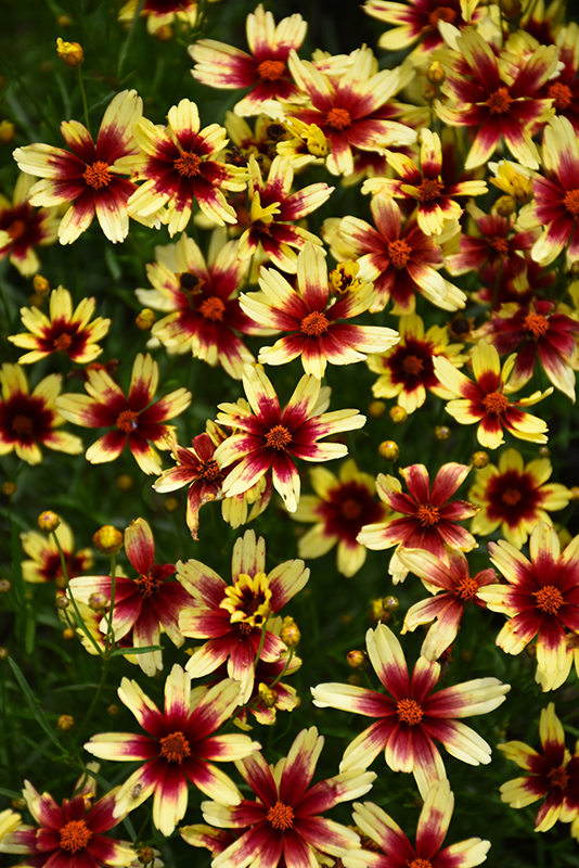 Satin & Lace Red Chiffon Tickseed (Coreopsis 'Red Chiffon') at Sargent's Gardens