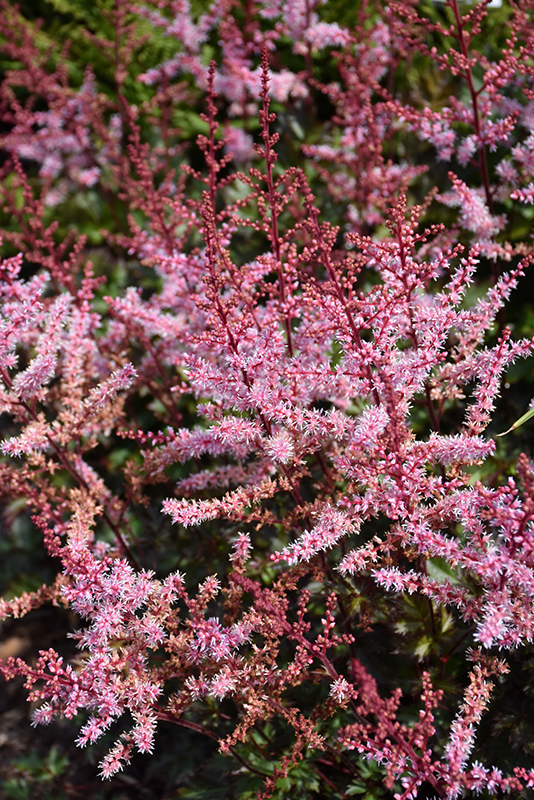 Delft Lace Astilbe (Astilbe 'Delft Lace') at Sargent's Gardens