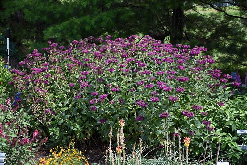 Purple Rooster Beebalm (Monarda 'Purple Rooster') at Sargent's Gardens
