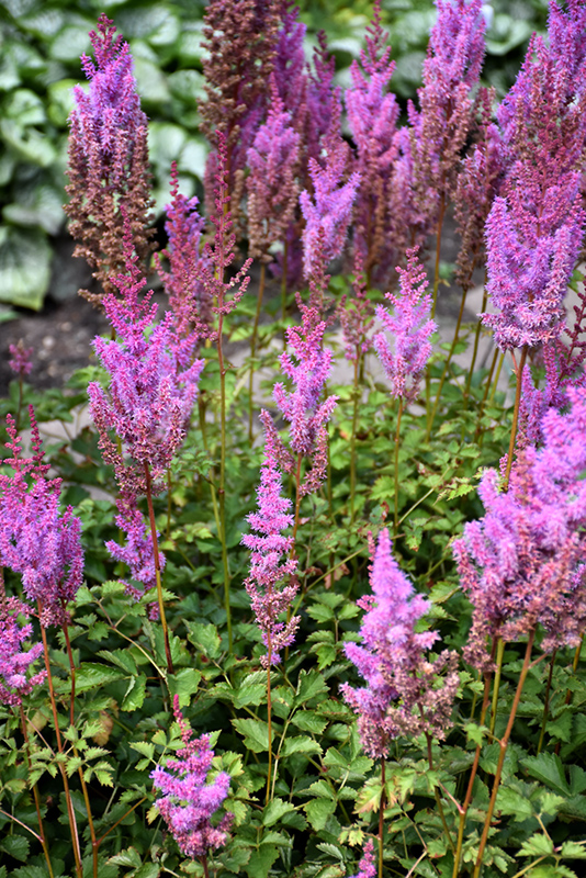 Purple Candles Astilbe (Astilbe chinensis 'Purple Candles') at Sargent's Gardens