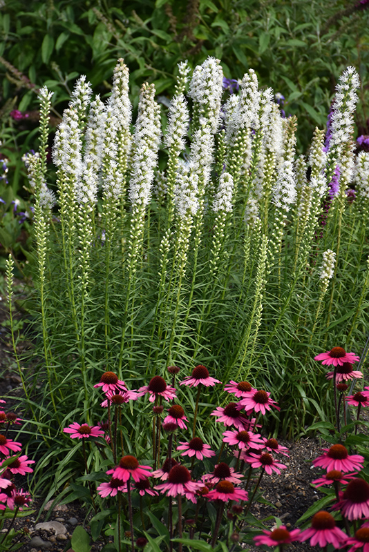 Floristan White Blazing Star (Liatris spicata 'Floristan White') at Sargent's Gardens