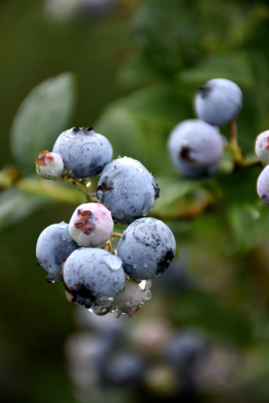 Polaris Blueberry (Vaccinium 'Polaris') at Sargent's Gardens