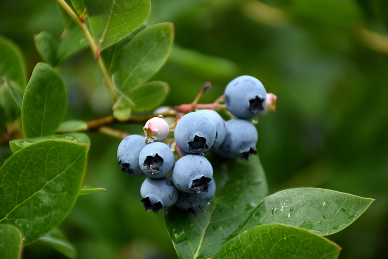 Northcountry Blueberry (Vaccinium 'Northcountry') at Sargent's Gardens