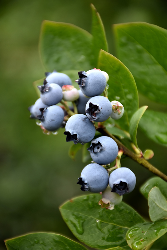 Northblue Blueberry (Vaccinium 'Northblue') at Sargent's Gardens