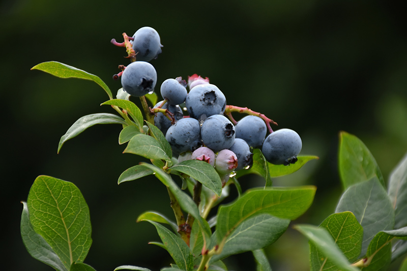 Northland Blueberry (Vaccinium corymbosum 'Northland') at Sargent's Gardens