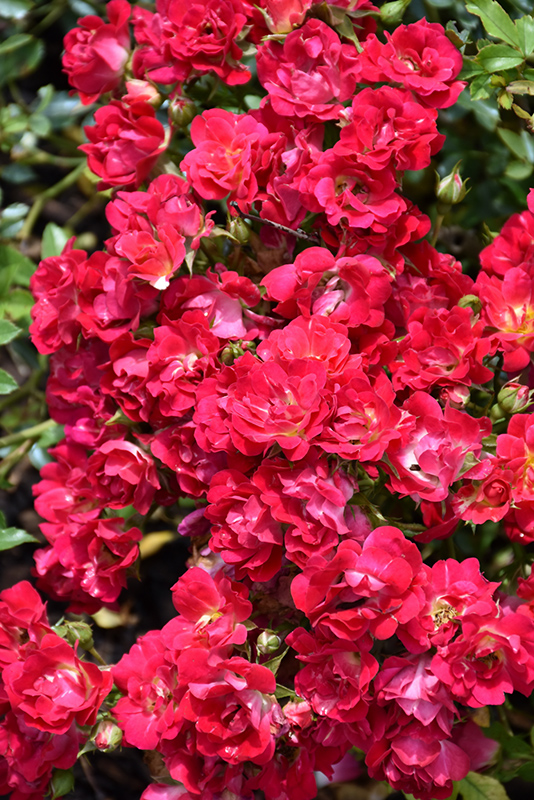 Red Drift Rose (Rosa 'Meigalpio') at Sargent's Gardens