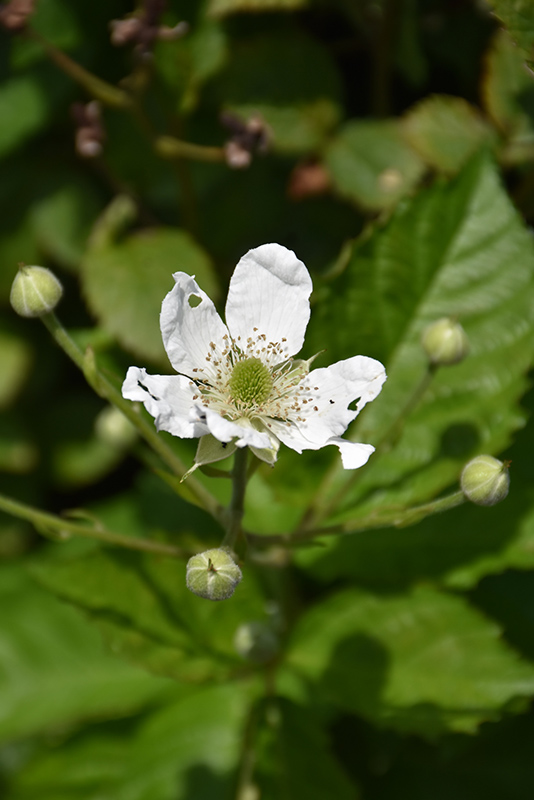 Baby Cakes Blackberry (Rubus 'APF-236T') at Sargent's Gardens