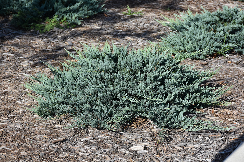Blue Chip Juniper (Juniperus horizontalis 'Blue Chip') at Sargent's Gardens