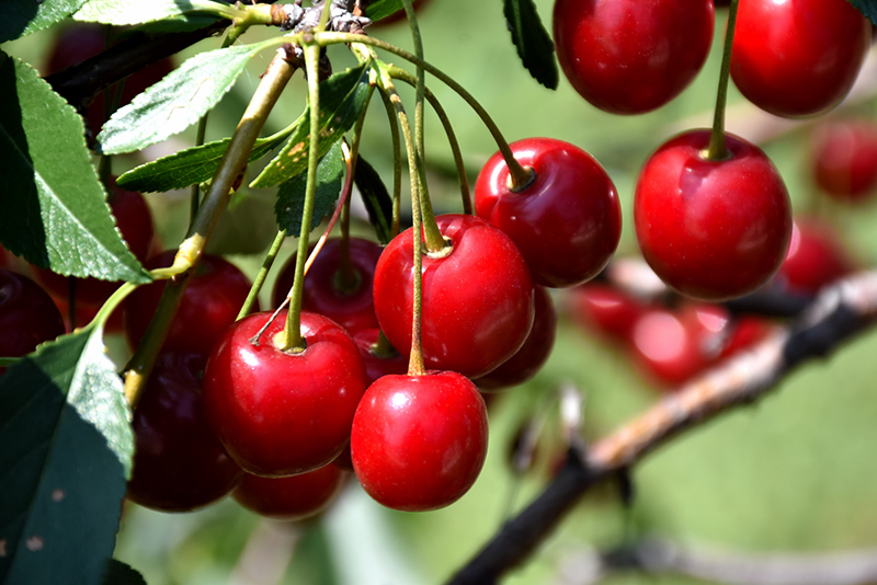Mesabi Cherry (Prunus 'Mesabi') at Sargent's Gardens
