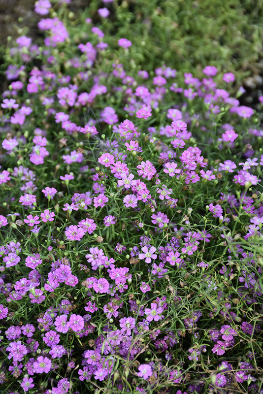 Pink Creeping Baby's Breath (Gypsophila repens 'Rosea') at Sargent's Gardens