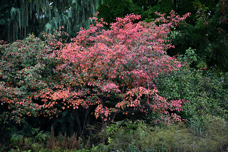 Autumn Brilliance Serviceberry (Amelanchier x grandiflora 'Autumn Brilliance') at Sargent's Gardens