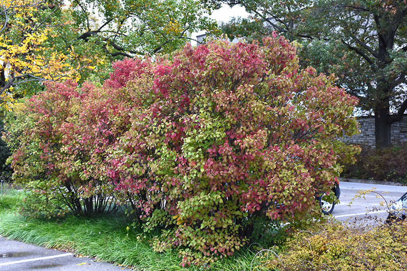 Autumn Jazz Viburnum (Viburnum dentatum 'Ralph Senior') at Sargent's Gardens