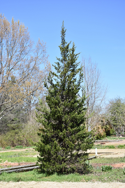 Eastern Redcedar (Juniperus virginiana) at Sargent's Gardens