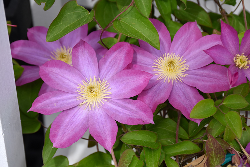 Pink Champagne Clematis (Clematis 'Pink Champagne') at Sargent's Gardens