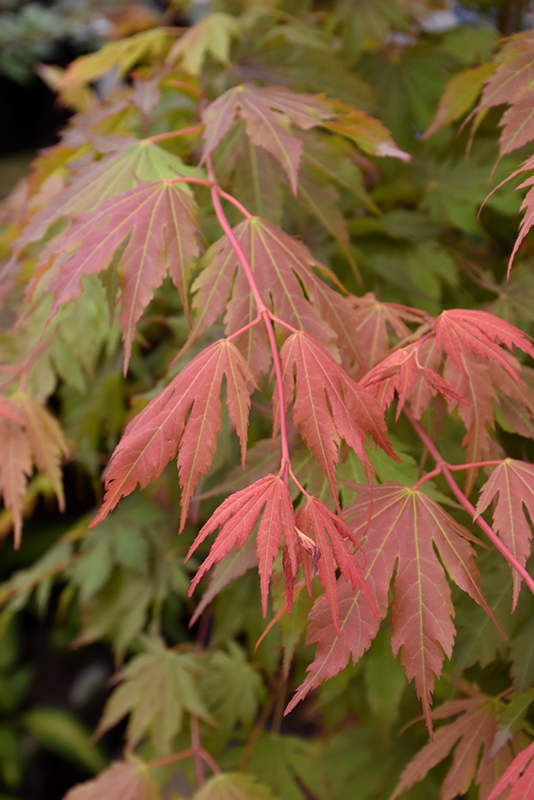 North Wind Japanese Maple (Acer 'IsINW') at Sargent's Gardens