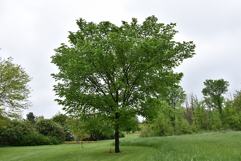 Valley Forge Elm (Ulmus americana 'Valley Forge') at Sargent's Gardens