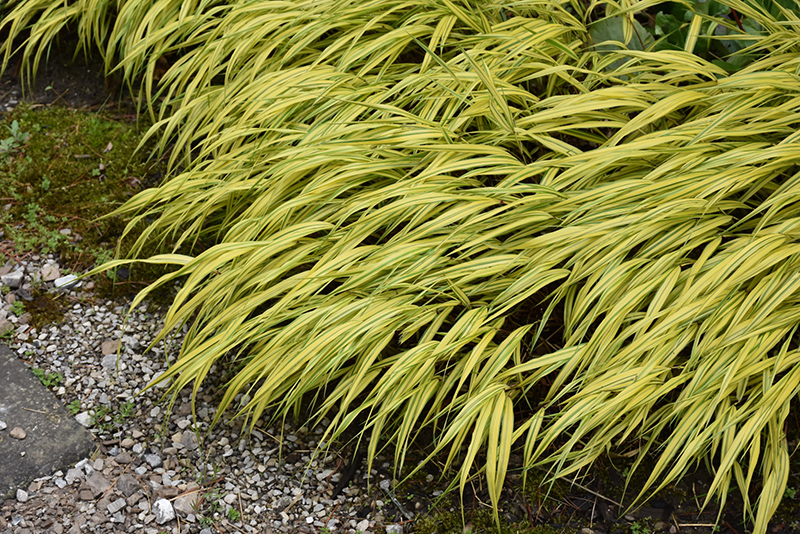 Golden Variegated Hakone Grass (Hakonechloa macra 'Aureola') at Sargent's Gardens