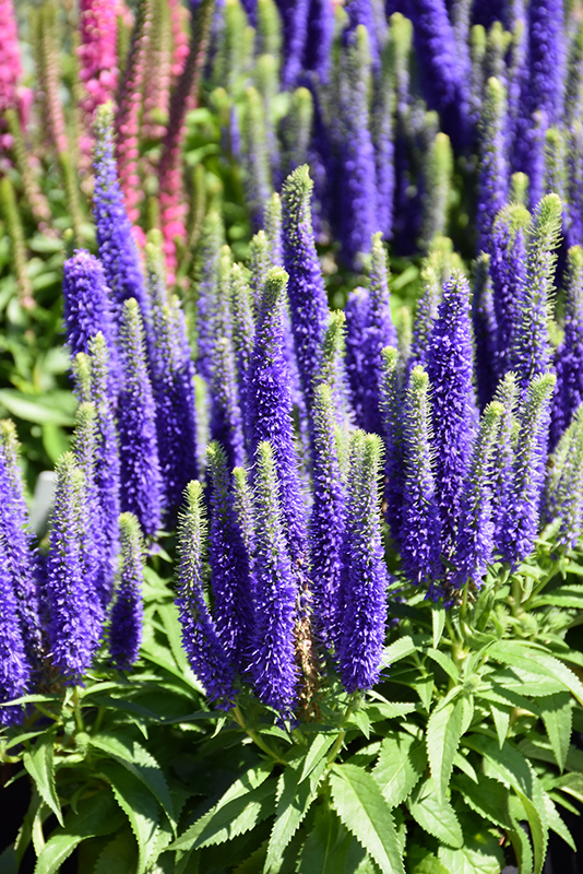 Royal Candles Speedwell (Veronica spicata 'Royal Candles') at Sargent's Gardens