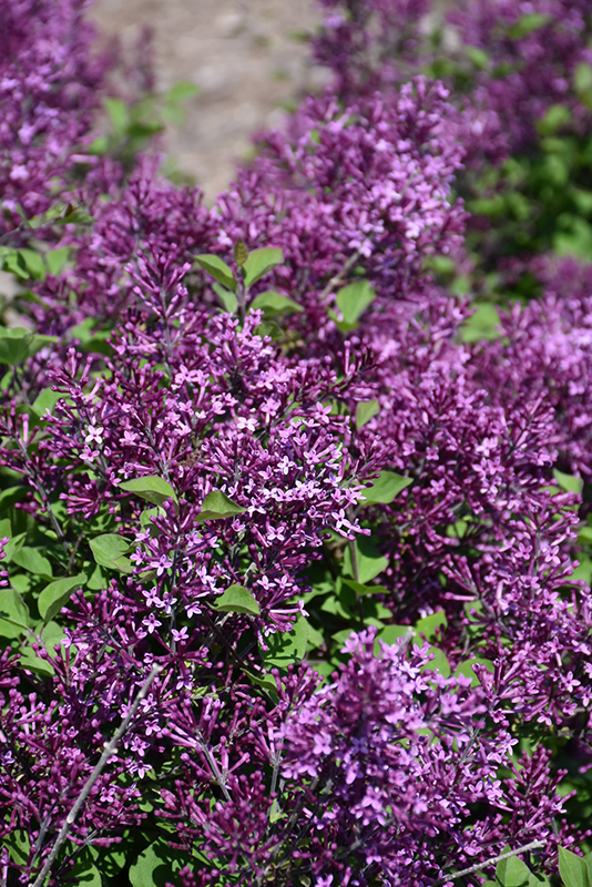 Bloomerang Dark Purple Lilac (Syringa 'SMSJBP7') at Sargent's Gardens