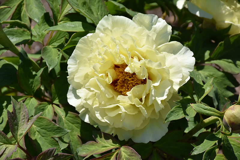 High Noon Tree Peony (Paeonia suffruticosa 'High Noon') at Sargent's Gardens