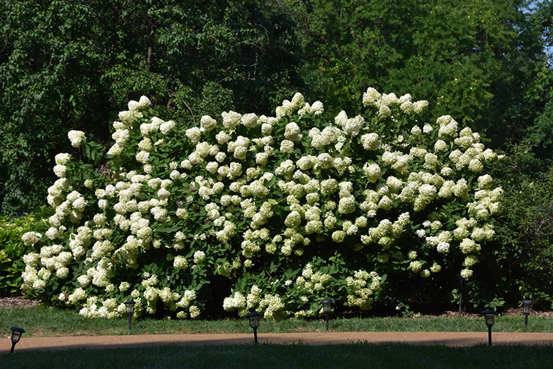 Limelight Hydrangea (Hydrangea paniculata 'Limelight') at Sargent's Gardens