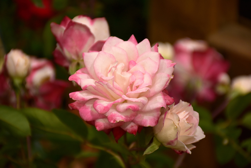 Grace N' Grit Pink Bicolor Rose (Rosa 'Meiryezza') at Sargent's Gardens