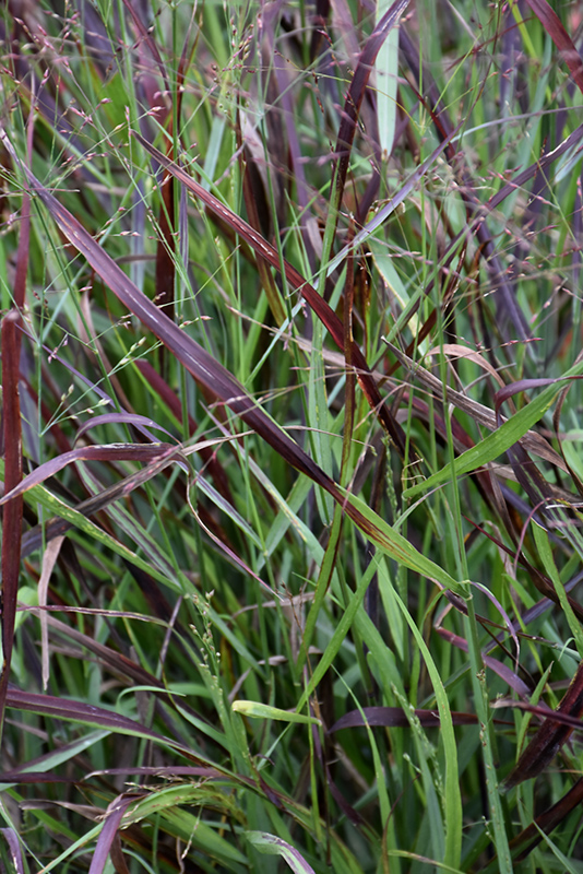 Cheyenne Sky Switch Grass (Panicum virgatum 'Cheyenne Sky') at Sargent's Gardens