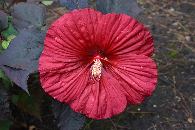 Summerific Holy Grail Hibiscus (Hibiscus 'Holy Grail') at Sargent's Gardens