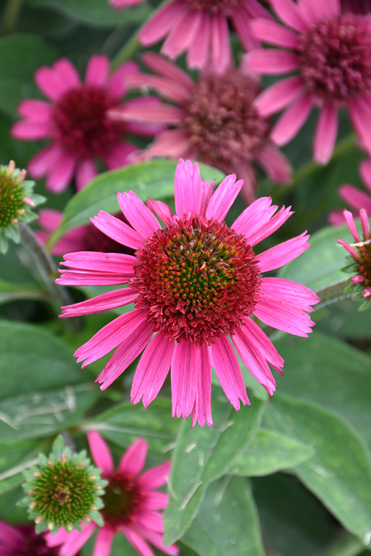 Delicious Candy Coneflower (Echinacea 'Delicious Candy') at Sargent's Gardens