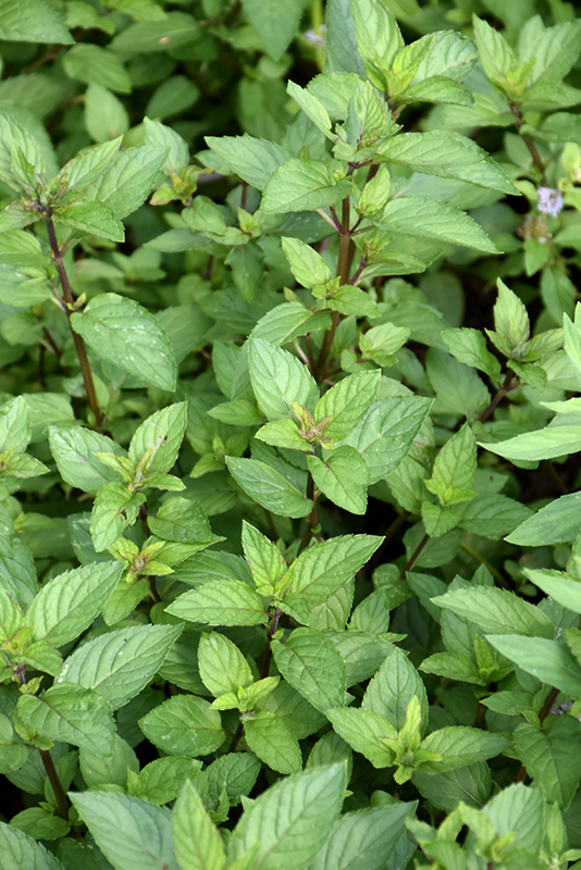 Chocolate Mint (Mentha x piperita 'Chocolate') at Sargent's Gardens