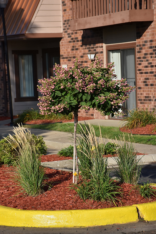 Quick Fire Hydrangea (tree form) (Hydrangea paniculata 'Bulk') at Sargent's Gardens