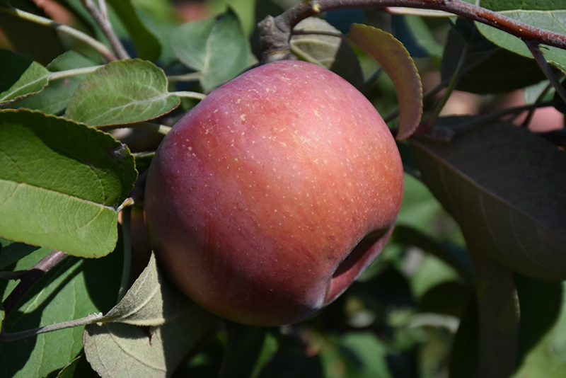 SnowSweet Apple (Malus 'Wildung') at Sargent's Gardens
