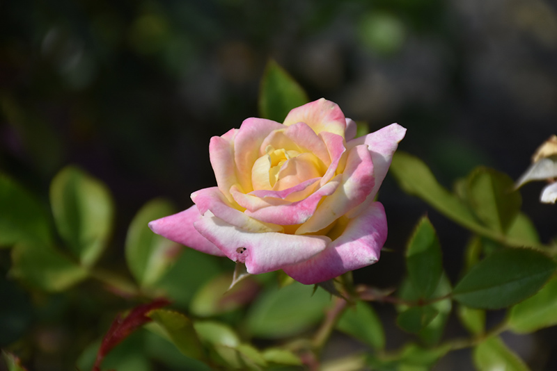 Music Box Rose (Rosa 'BAIbox') at Sargent's Gardens