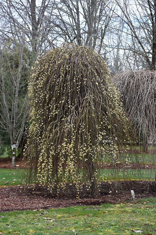 Weeping Pussy Willow (Salix caprea 'Pendula') at Sargent's Gardens