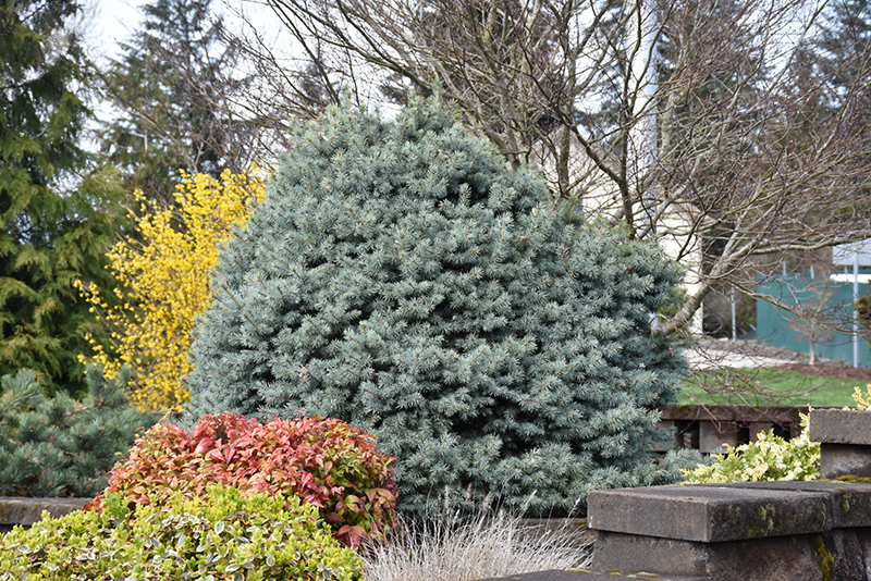 Zafiro Colorado Spruce (Picea pungens 'Zafiro') at Sargent's Gardens