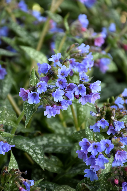 Trevi Fountain Lungwort (Pulmonaria 'Trevi Fountain') at Sargent's Gardens