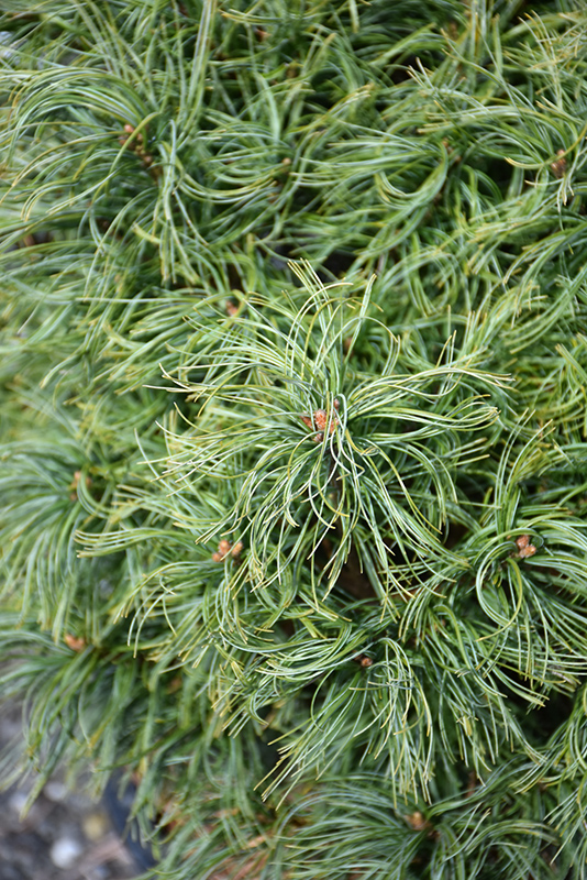 Mini Twists White Pine (Pinus strobus 'Mini Twists') at Sargent's Gardens