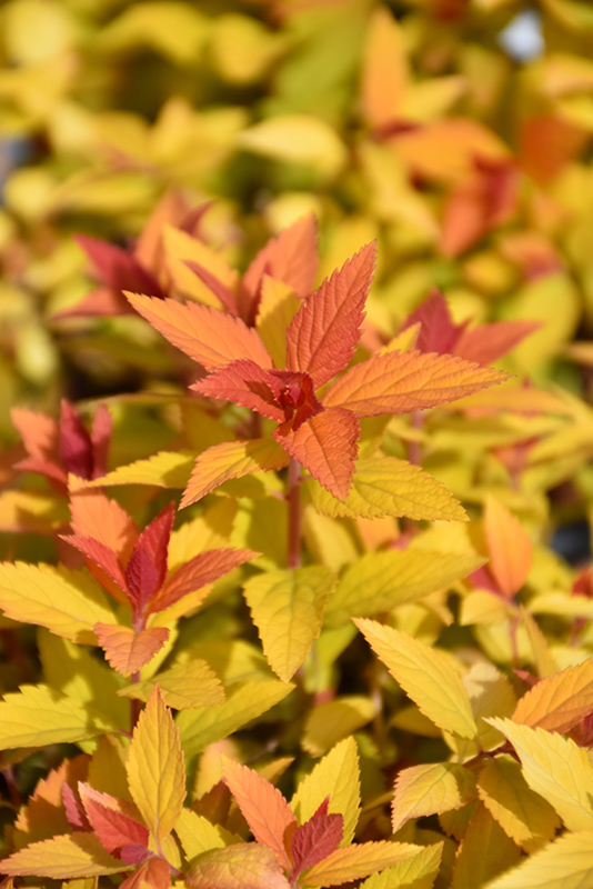 Double Play Candy Corn Spirea (Spiraea japonica 'NCSX1') at Sargent's Gardens