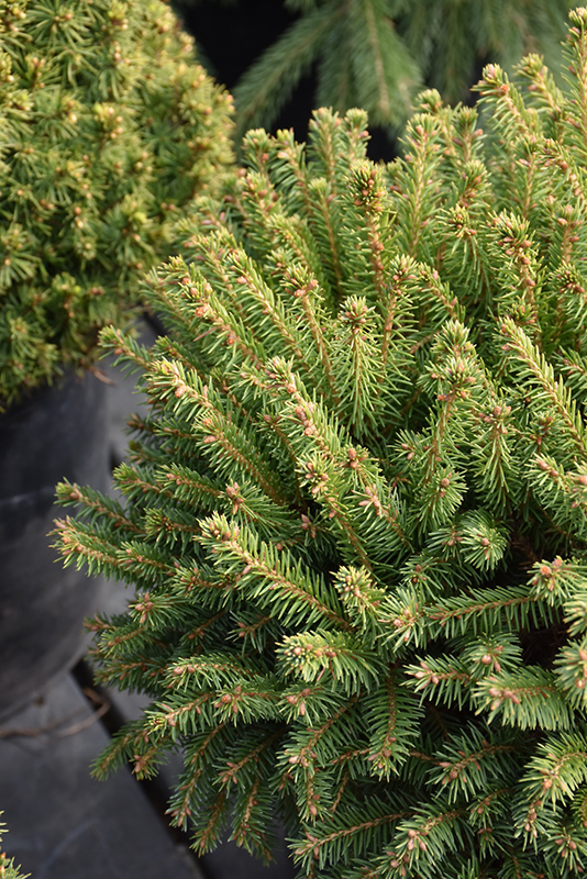 Fat Cat Norway Spruce (Picea abies 'Fat Cat') at Sargent's Gardens