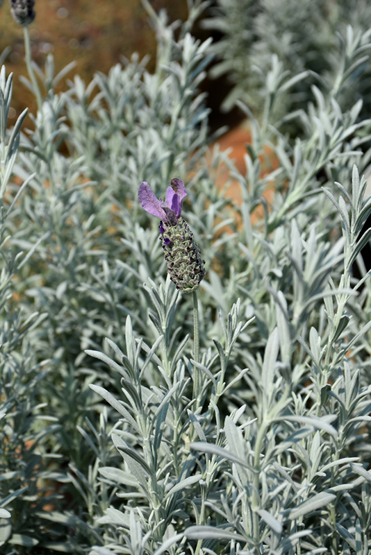 Silver Anouk Spanish Lavender (Lavandula stoechas 'Silver Anouk') at Sargent's Gardens