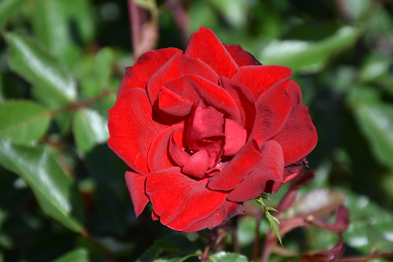 Grace N' Grit Red Rose (Rosa 'Meizygglie') at Sargent's Gardens
