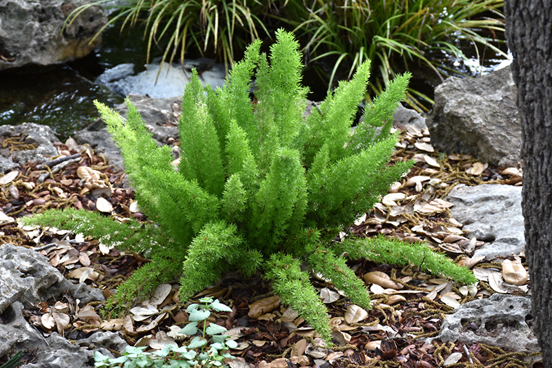 Myers Foxtail Fern (Asparagus densiflorus 'Myers') at Sargent's Gardens