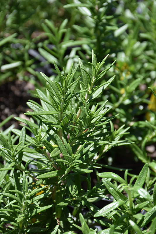 Spice Islands Rosemary (Rosmarinus officinalis 'Spice Islands') at Sargent's Gardens